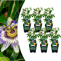 Passiflora caerulea (passion flower) – 6 plants