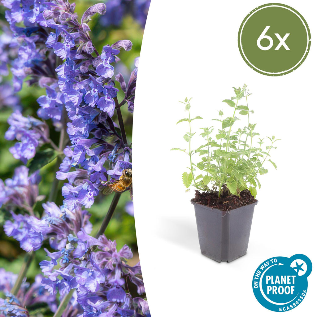 Nepeta 'Six Hills Giant' (catmint) – 6 plants, Ø9 cm, 10–25 cm high