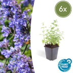 Nepeta 'Six Hills Giant' (catmint) – 6 plants, Ø9 cm, 10–25 cm high