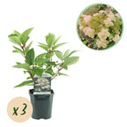Hydrangea panniculata 'Wims Red' (hortensia) – hvid-rød – 3 planter, Ø17 cm, 50 cm høj