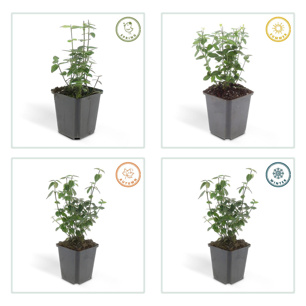 Euonymus fortunei radicans (kardinalskjulder) – 24 planter, Ø9 cm, 10–25 cm høje – billede 4