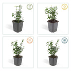 Euonymus fortunei radicans (kardinalskjulder) – 24 planter, Ø9 cm, 10–25 cm høje