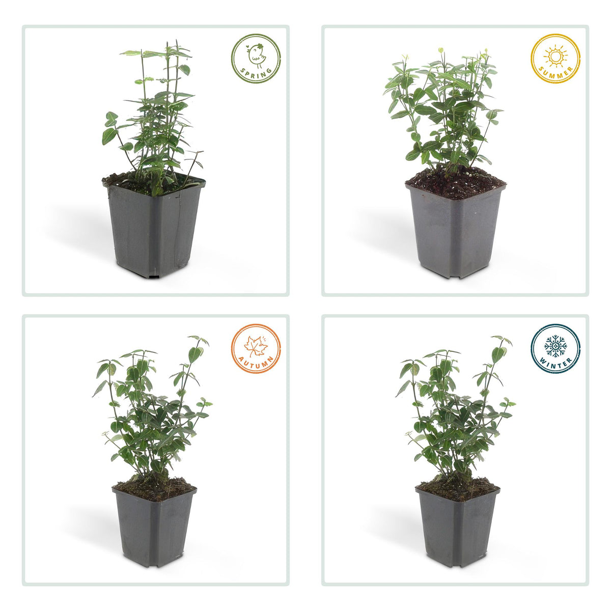 Euonymus fortunei radicans (kardinalskjulder) – 24 planter, Ø9 cm, 10–25 cm høje – billede 4