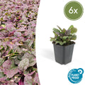 Ajuga reptans 'Burgundy Glow' (kruipend zenegroen) – 6 planten, Ø9 cm, 10–25 cm hoog