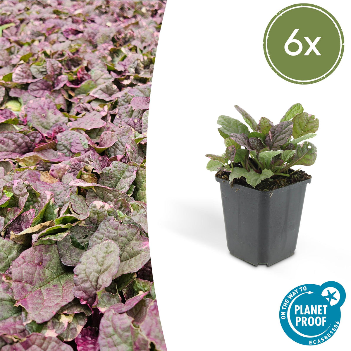 Ajuga reptans 'Burgundy Glow' (kruipend zenegroen) – 6 planten, Ø9 cm, 10–25 cm hoog
