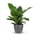Philodendron Imperial Green dans pot de présentation gris – Ø19 cm, 65 cm de haut
