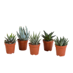 5× Gasteria/Haworthia-mix utan kruka – Ø6 cm, 13 cm hög
