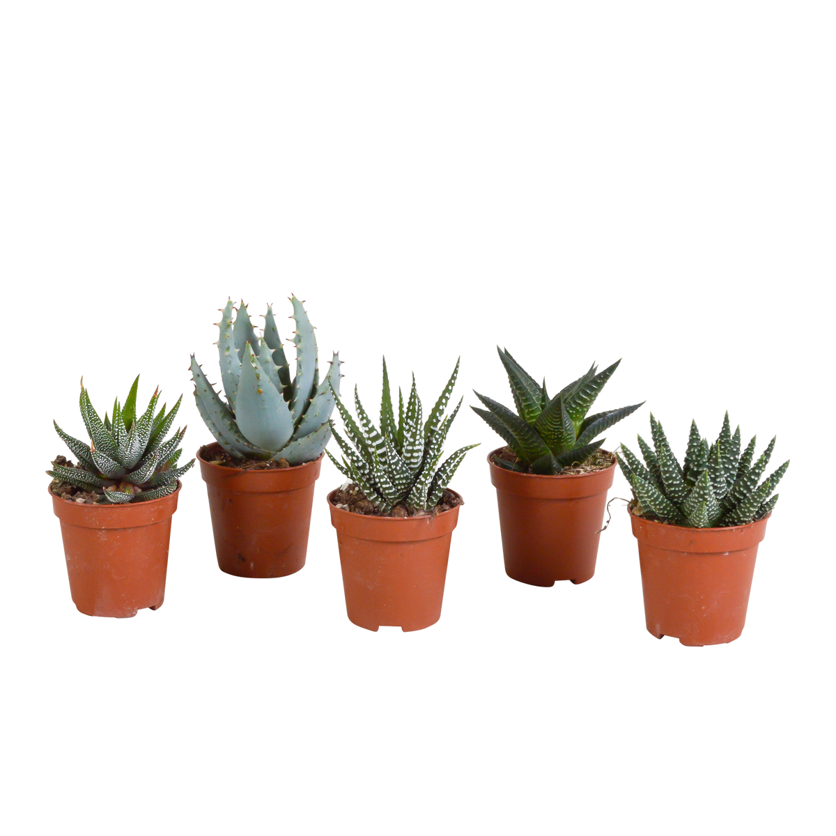 5× Gasteria/Haworthia mix sans pot décoratif – Ø6 cm, 13 cm de haut