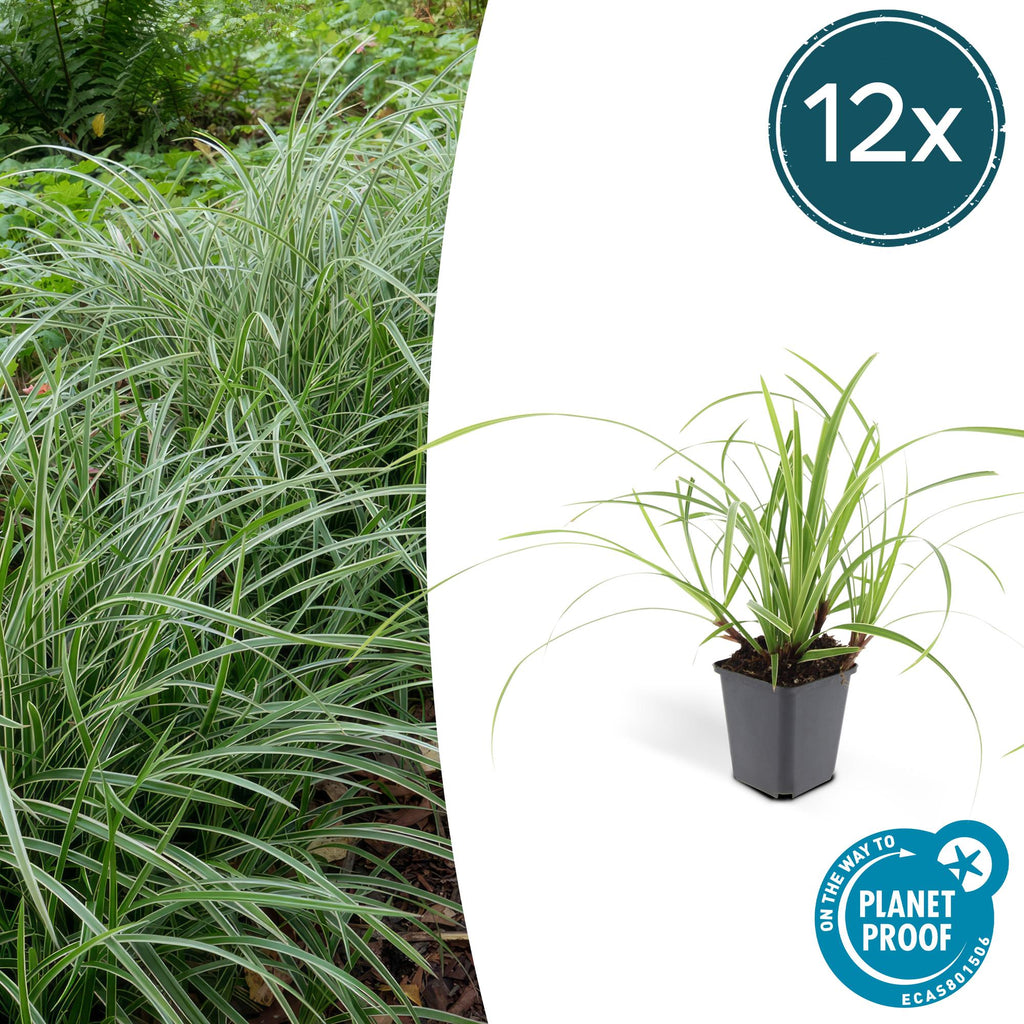 Carex morrowii 'Ice Dance' (sedget) – 12 plants, Ø9 cm, 10–25 cm high