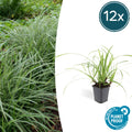 Carex morrowii 'Ice Dance' (sedget) – 12 plants, Ø9 cm, 10–25 cm high