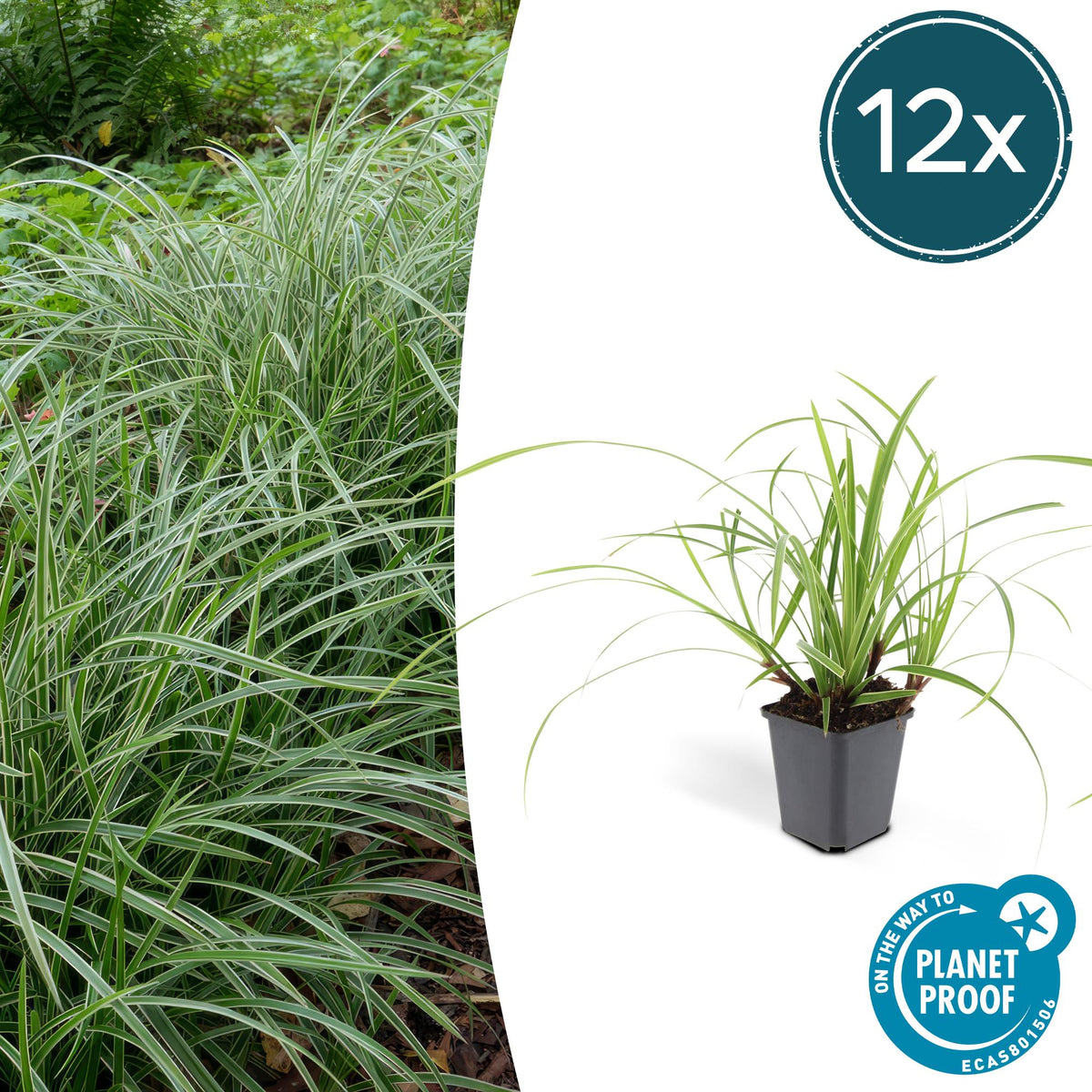 Carex morrowii 'Ice Dance' (sedget) – 12 plants, Ø9 cm, 10–25 cm high