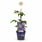 Clematis 'Multi Blue' (Waldrebe) – blau – Ø9 cm, 35 cm hoch