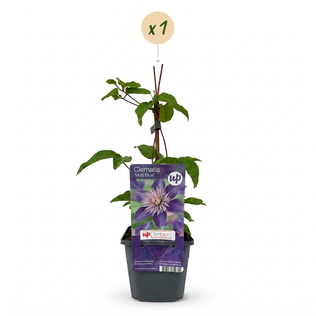 Clematis 'Multi Blue' (bosrank) – blauw – Ø9 cm, 35 cm hoog