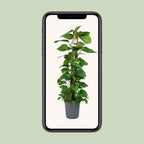 Scindapsus Epipremnum – Ø24 cm, 120 cm høj
