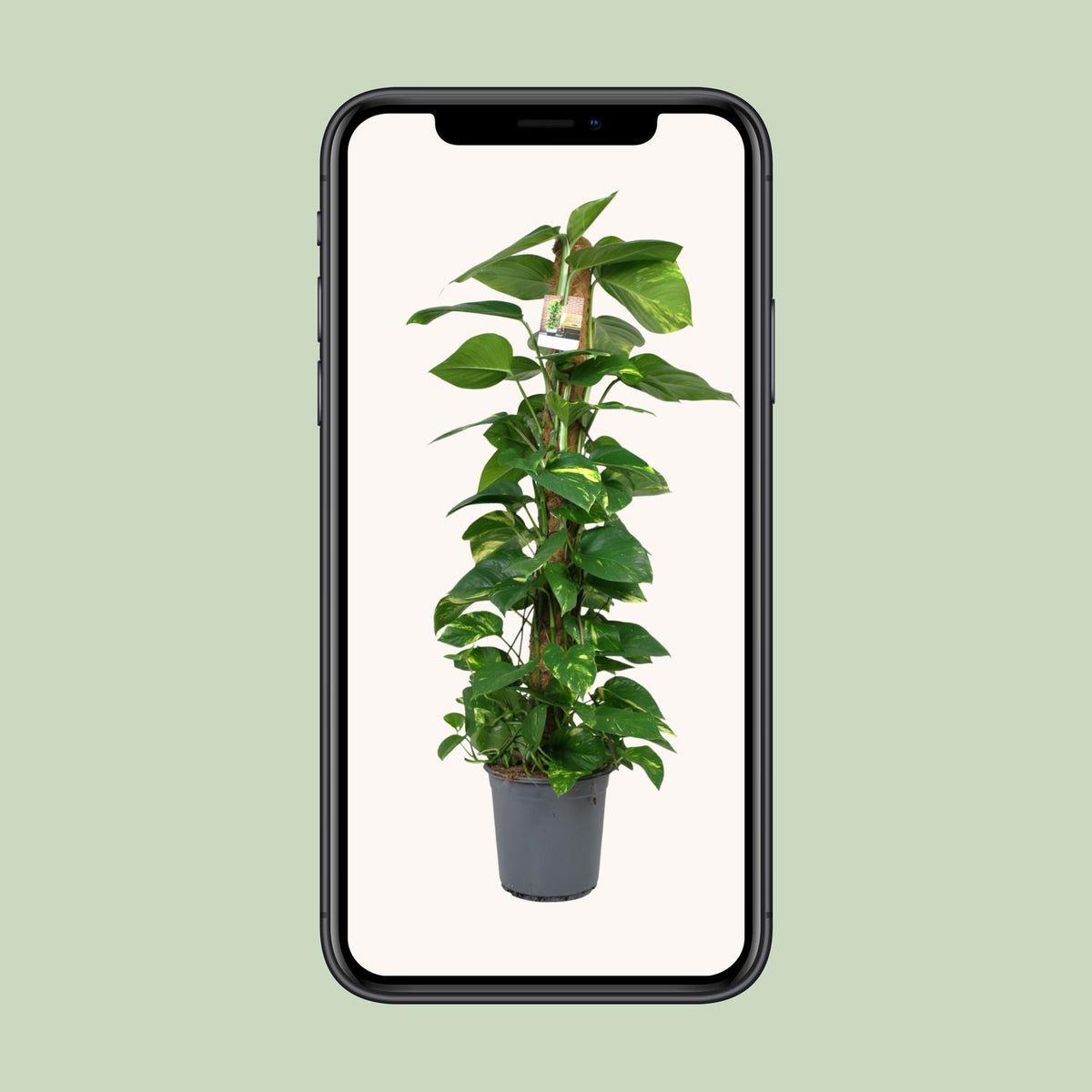 Scindapsus Epipremnum – Ø24 cm, 120 cm høj
