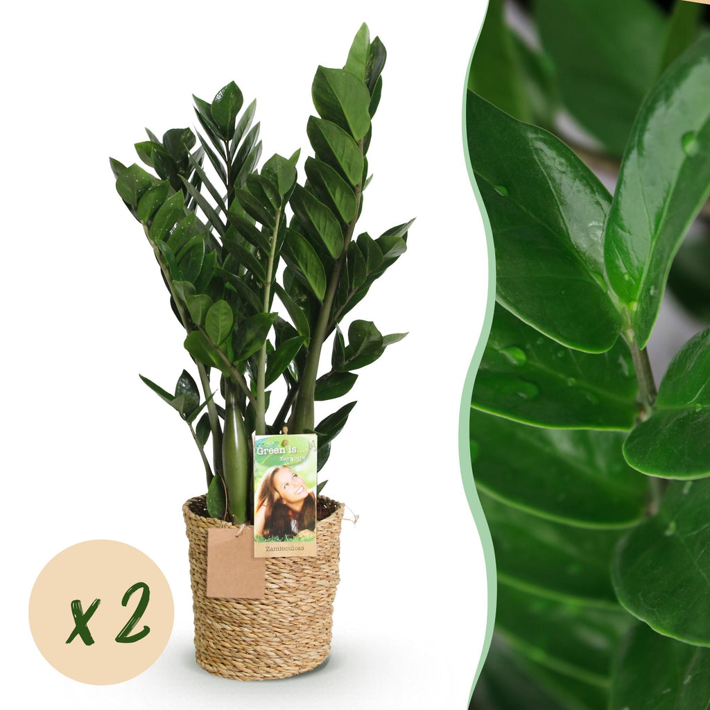 2× Zamioculcas (zz-plant) met mand – Ø17 cm, 65–75 cm hoog