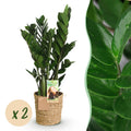 2× Zamioculcas (zz-plant) met mand – Ø17 cm, 65–75 cm hoog