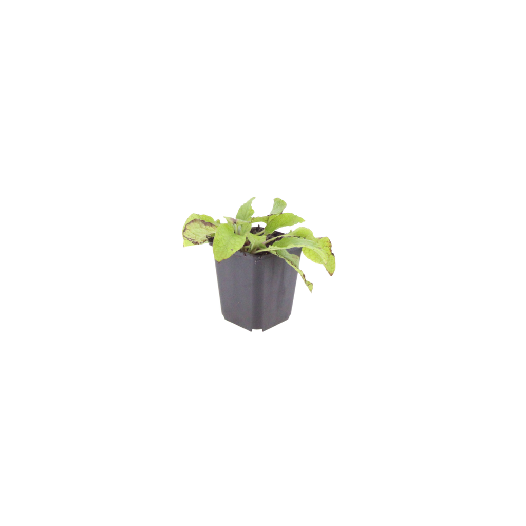 Symphytum grand. 'Wisley Blue' (Großer Natternkopf) – 24 Pflanzen, Ø9 cm, 10–25 cm hoch – Bild 2