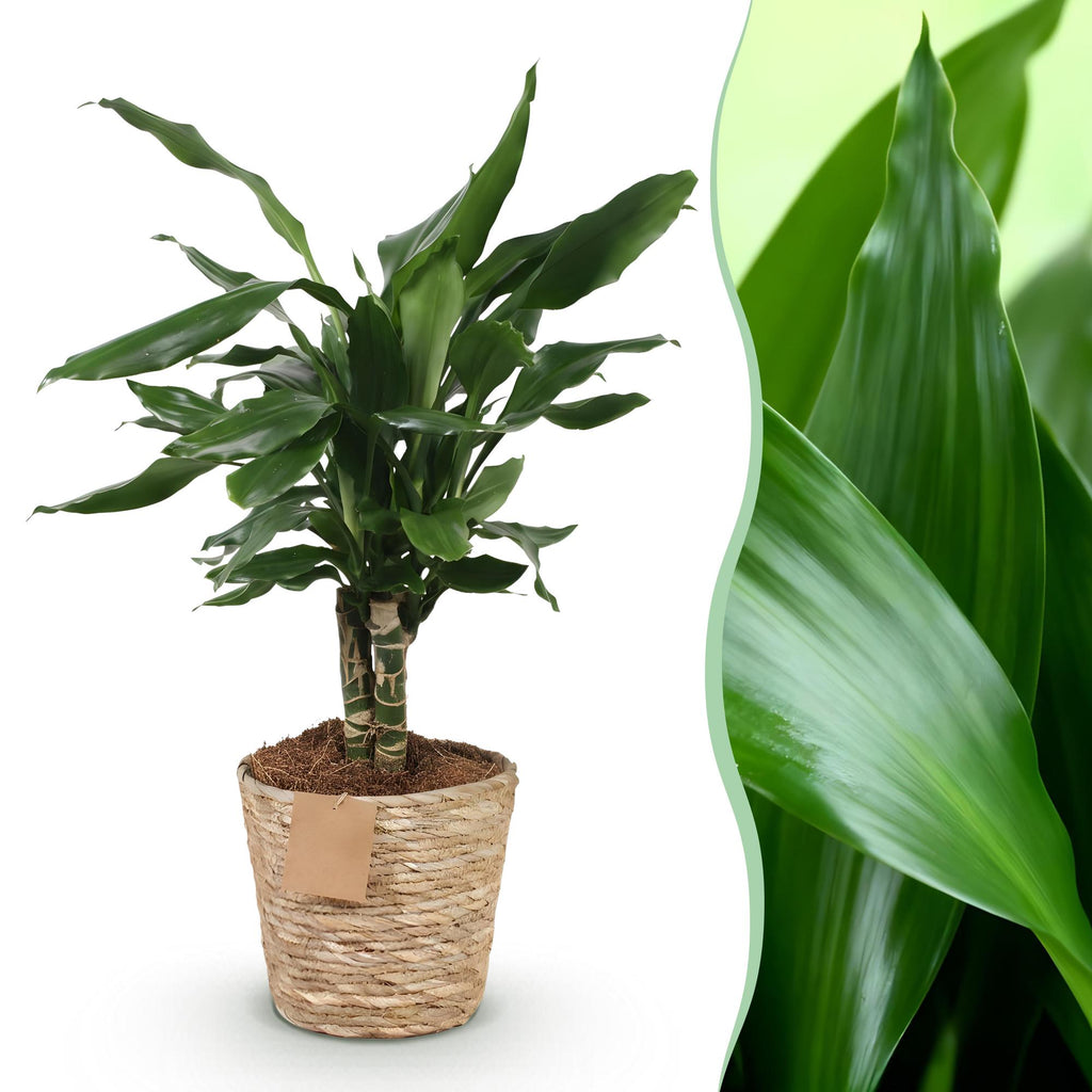Dracaena fragrans Steudneri (Drachenbaum) mit Korb – Ø 17 cm, 50–55 cm hoch