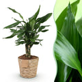 Dracaena fragrans Steudneri (Drachenbaum) mit Korb – Ø 17 cm, 50–55 cm hoch