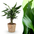 Dracaena fragrans Steudneri (Drachenbaum) mit Korb – Ø 17 cm, 50–55 cm hoch
