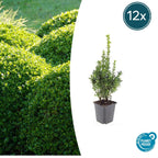 Buxus sempervirens – 12 plants, Ø9 cm, 10–25 cm high