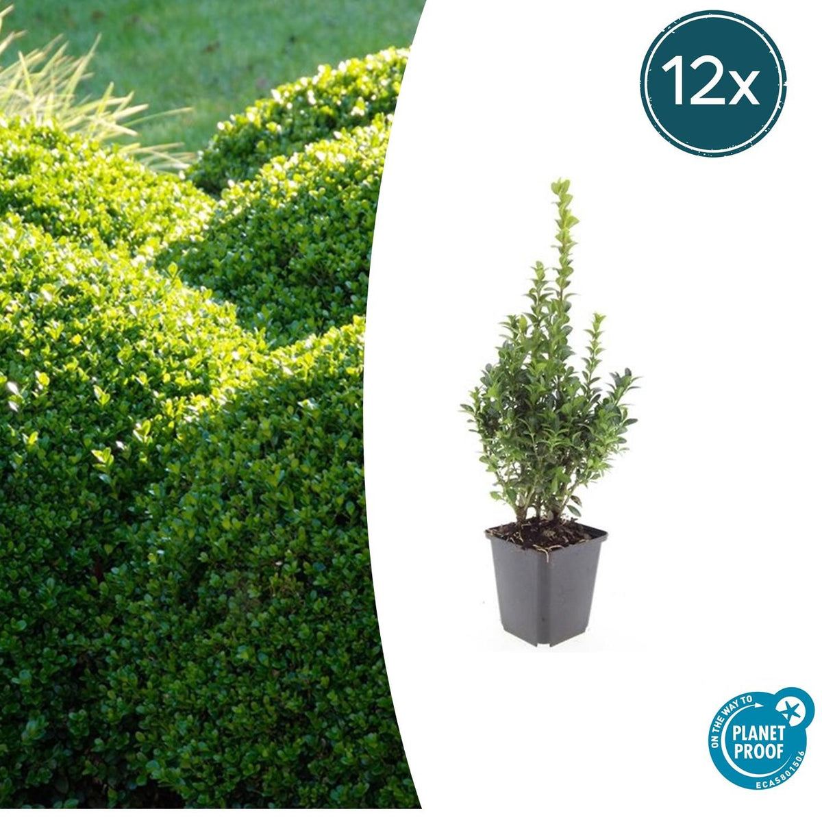 Buxus sempervirens – 12 Pflanzen, Ø 9 cm, 10–25 cm hoch