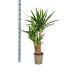 Yucca elephantipes Vertakt – Ø24 cm, 80–100 cm hoog