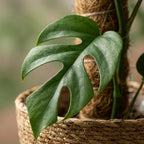 Monstera Minima (mini-monstera) avec panier – Ø19 cm, 90 cm de haut