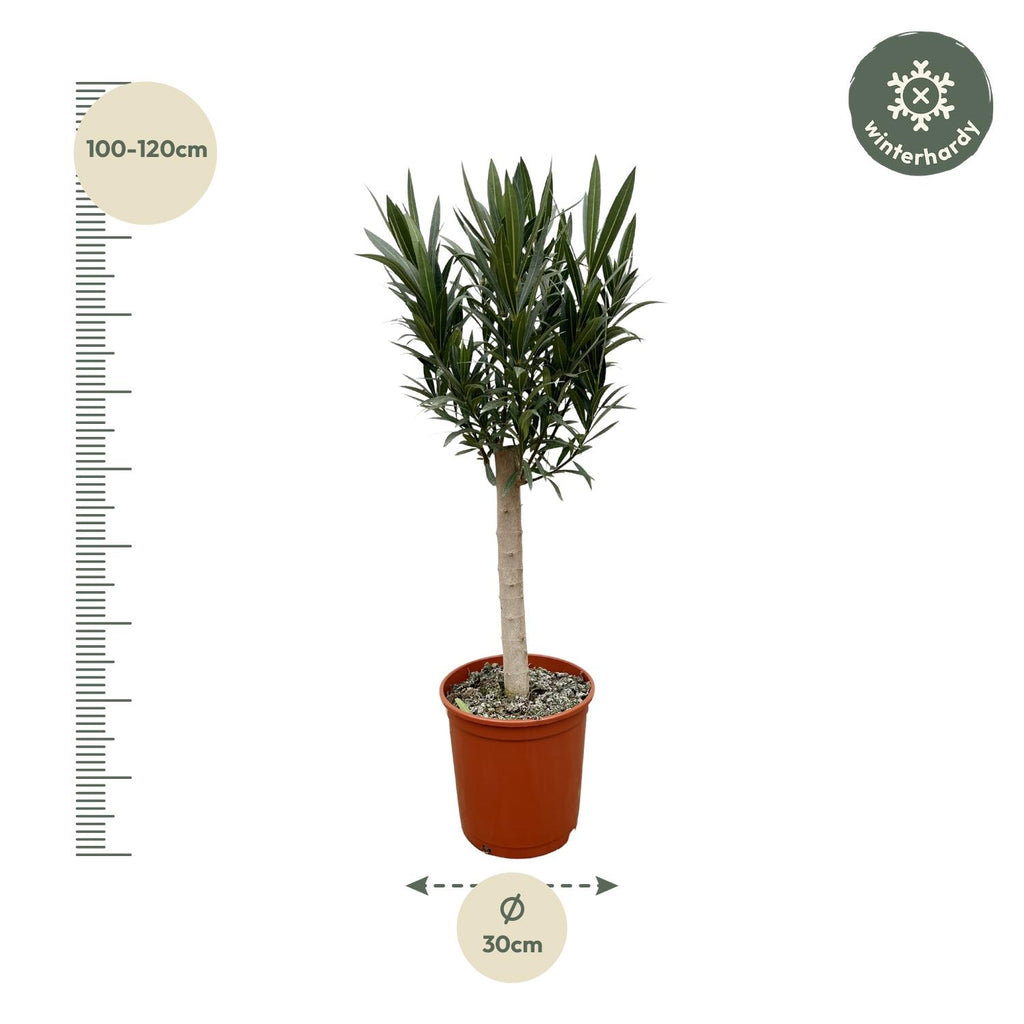 Nerium 'Oleander' standard – Ø22 cm, 110 cm high – red – photo 2