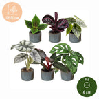 6× Baby Plants Jungle Mix incl. Linnea Misty Blue – Ø6 cm, 10–15 cm tall