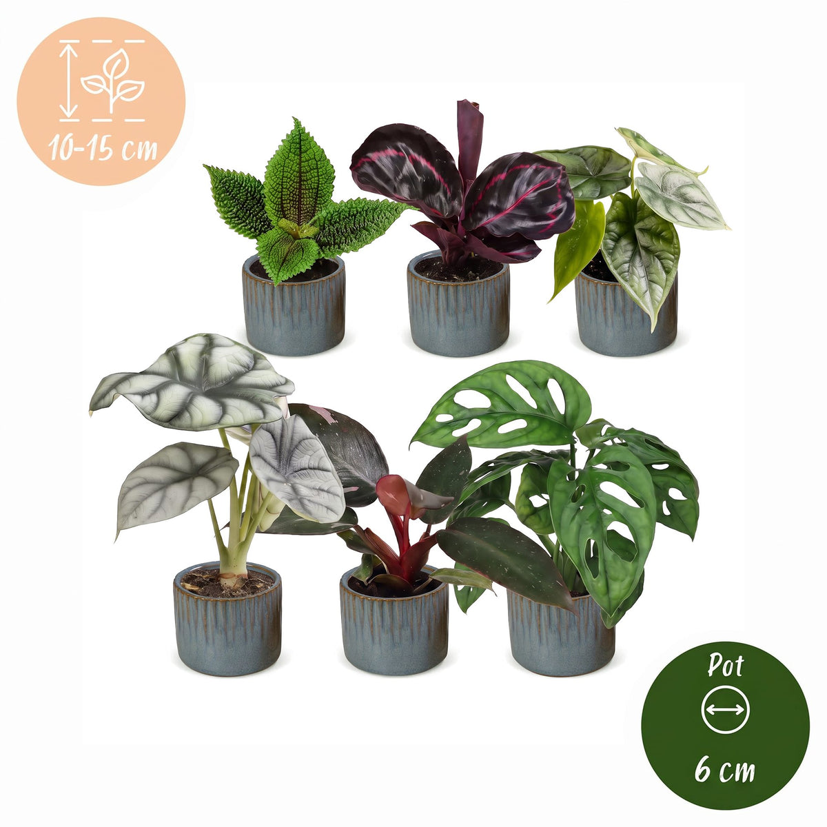 6× småplanter Jungle Mix inkl. Linnea Misty Blue – Ø6 cm, 10–15 cm høje