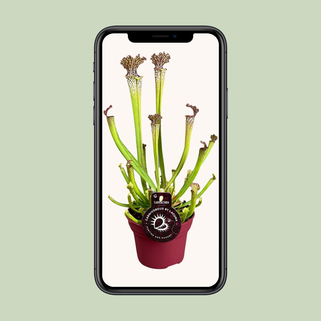 Sarracenia farnhamii (trompetbægerplante) – Ø 12 cm, 40 cm høj