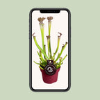 Sarracenia farnhamii (trompetbægerplante) – Ø 12 cm, 40 cm høj