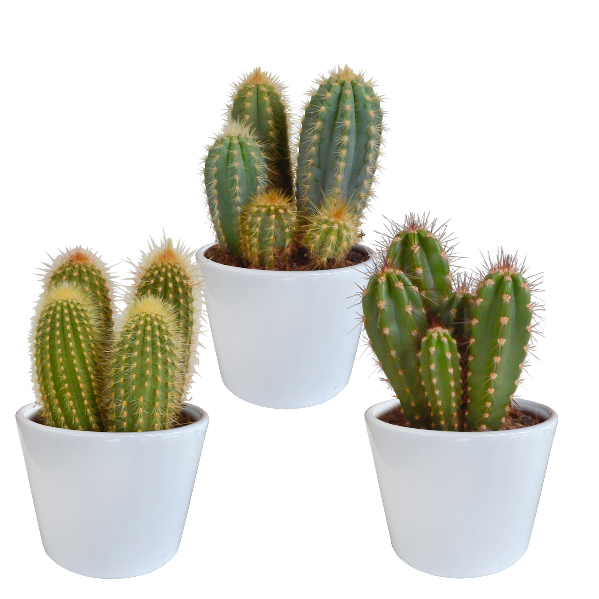 Cereus-Mix (Cactaceae) im weißen Topf – Ø 11 cm, 23 cm hoch
