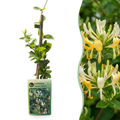 Lonicera japonica 'Halliana' (Japanese honeysuckle) – white-yellow – 2 plants, Ø9 cm, 35 cm high