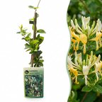 Lonicera japonica 'Halliana' (Japanese honeysuckle) – white-yellow – 2 plants, Ø9 cm, 35 cm high