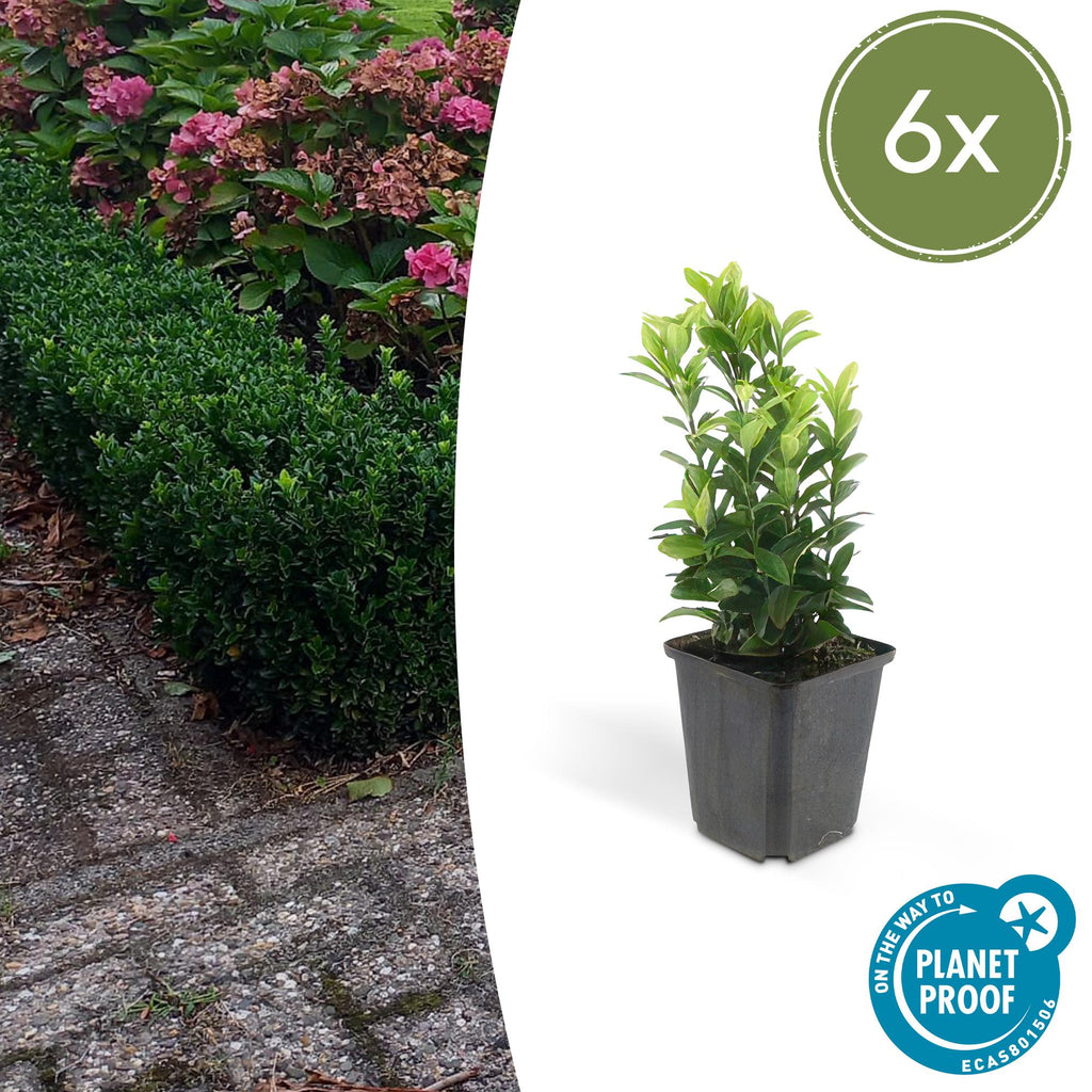 Euonymus japonica 'Green Spire' (spindle) – 6 plants, Ø9 cm, 10–25 cm high – photo 2