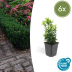 Euonymus japonica 'Green Spire' (spindle) – 6 plants, Ø9 cm, 10–25 cm high