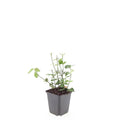 Euonymus fort. 'Coloratus' (burning bush) – 24 plants, Ø9 cm, 10–25 cm high