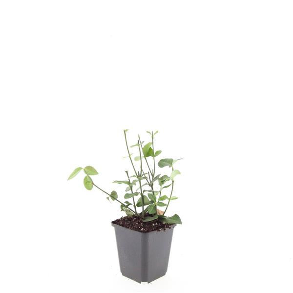 Euonymus fort. 'Coloratus' (burning bush) – 24 plants, Ø9 cm, 10–25 cm high