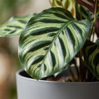 Calathea makoyana in Potter-sierpot grijs – Ø19 cm, 70 cm hoog