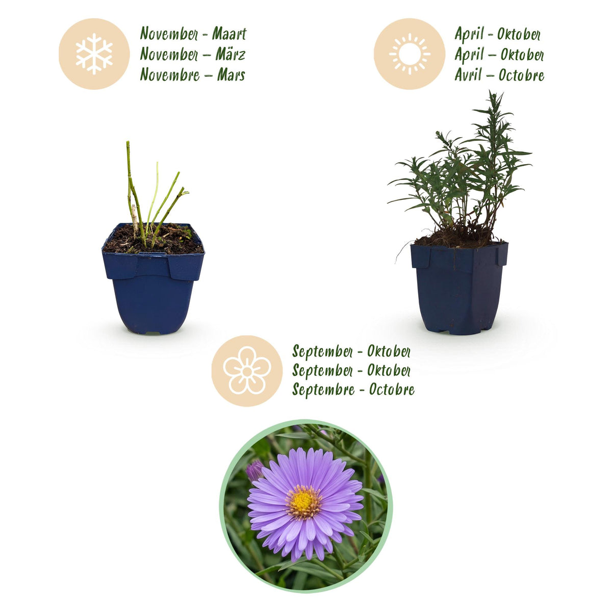 Aster 'Mittelmeer' – paars – 24 planten, Ø11 cm, 15–25 cm hoog