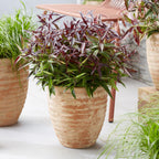 Leucothoe 'Burning Love' – rot – Ø17 cm, 45 cm hoch