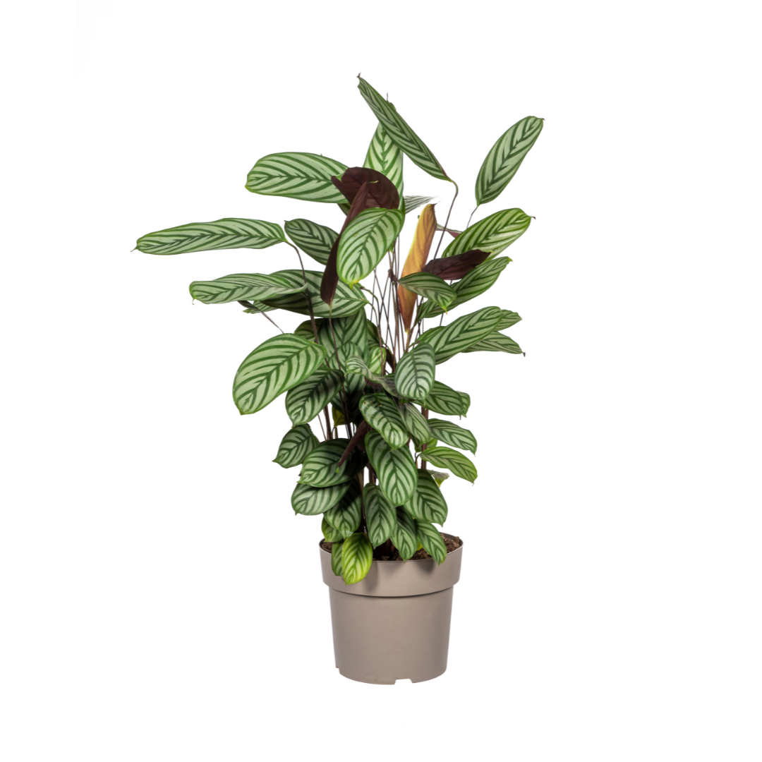 Calathea oppenheimiana – Ø 24 cm, 80–100 cm hoch