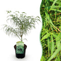 Acer palmatum 'Koto-no-ito' (Japanse esdoorn) – Ø19 cm, 70 cm hoog