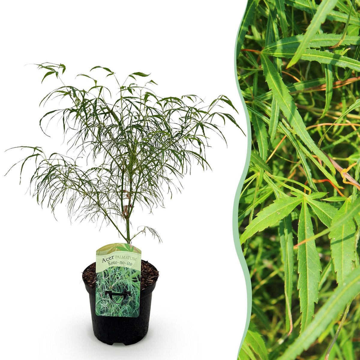 Acer palmatum 'Koto-no-ito' (Japanse esdoorn) – Ø19 cm, 70 cm hoog
