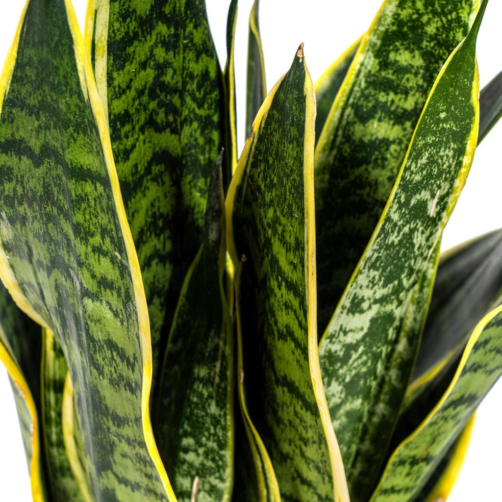 Sansevieria trifasciata Futura Superba (svigermors tunge) – Ø17 cm, 45–55 cm høj – billede 2