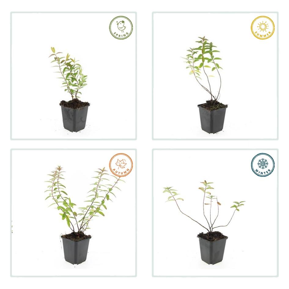 Hypericum 'Hidcote' (Johanniskraut) – 24 Pflanzen, Ø9 cm, 10–25 cm hoch – Bild 5