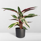 Calathea Triostar – Ø19 cm, 70 cm hög